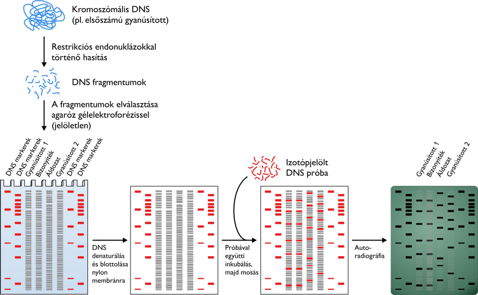 Géntechnológia és fehérjemérnökség - PDF Ingyenes letöltés