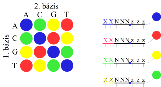 A beépült nukleotid fluoreszcens jelét CCD kamerával detektálják.