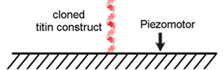 Biopolimerek flexibilitása Biopolimerek mechanikája Merev lánc >>L =1-6 mm Szemiflexibilis lánc ~L =0,1-20 μm <<L Flexibilis lánc <<L =9-16 nm Mikrotubulus Aktin filament Titin Entropikus rugalmasság