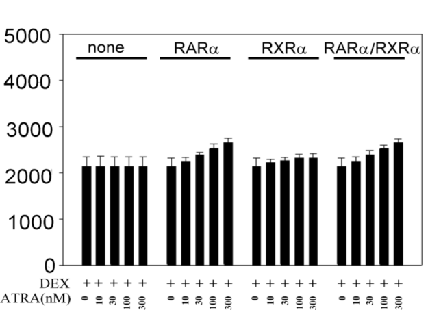 13. ábra: A 6 órás transzfekciót követően a retinoidok dexametazon hiányában nem befolyásolják a pcmx-gre-luc konstrukció expresszióját.