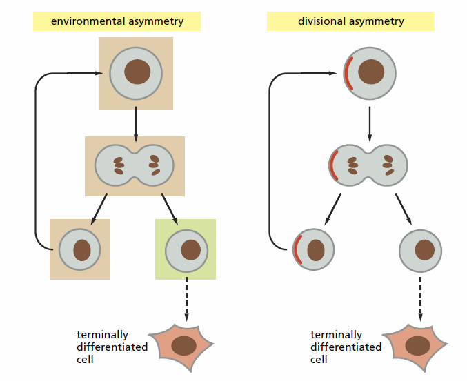 Az őssejtek osztódása kétféle módon eredményezhet egy ős és egy differenciált sejtet