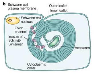 Schwann cells have two very distinct surfaces: the adaxonal membrane contacting the axon and the abaxonal membrane contacting the basal lamina.
