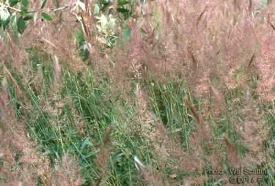 Schizachyrium condensatum, Andropogon virginicus, Melinis minutiflora (C 4 -es füvek ) Szár / Törzs Szalmaszárú növény.