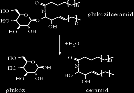 13. Humánterápiás enzimek előállítása Az enzim génjének inaktiválódása glükozilceramid akkumulálódáshoz vezet a retikuloendoteliális rendszer makrofágjaiban (Gaucher-kór).