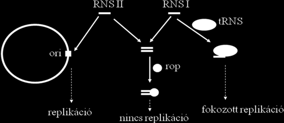 8. Heterológ expresszió I. 5. A heterológ gén kópiaszámának és stabilitásának biztosítása Replikatív vektorok: A kópiaszám függ a replikációs origó típusától.
