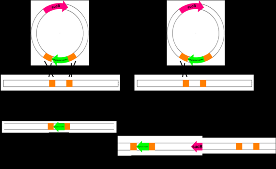 8. Heterológ expresszió I. A plazmid hőérzékeny origót, a sucb gént (levan sucrase) és a homológ szekvenciákkal határolt expressziós kazettát tartalmaz (8.3. ábra).