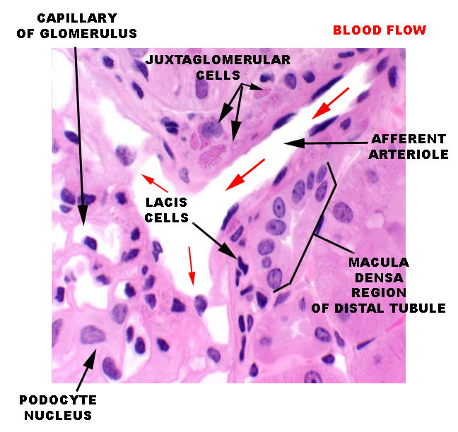 Juxtaglomeruláris aparátus: Minden glomerulus mellett található, ahol a efferens és afferens arteriola a disztális tubulus mellett fut.