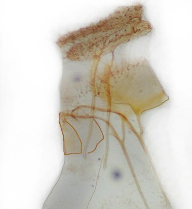 Microlepidoptera.hu 7 (2014) 59 16 17 16 17. ábra. Gynnidomorpha alismana (16) és G. minimana (17) lelőhelyek Magyarországon Figs 16 17. Localities of Gynnidomorpha alismana (16) and G.