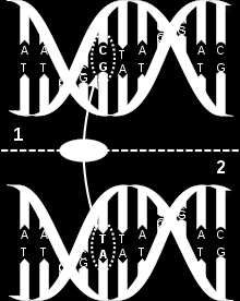 IRODALMI ÁTTEKINTÉS Egypontos nukleotid-polimorfizmus (SNP) Az egypontos nukleotid-polimorfizmus (Single Nucleotide Polymorphism, SNP, sznip ) egy DNS szekvencia-variáció, mely akkor jön létre, ha