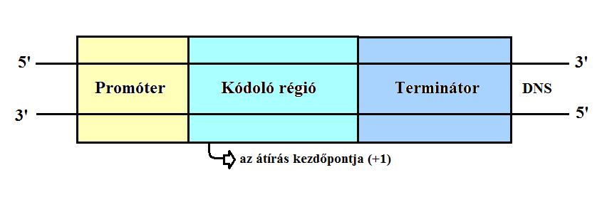 IRODALMI ÁTTEKINTÉS A kutatási eredmények arra is rávilágítottak, hogy az emlősök között a szarvasmarháé az egyik leginkább átrendeződött genom.