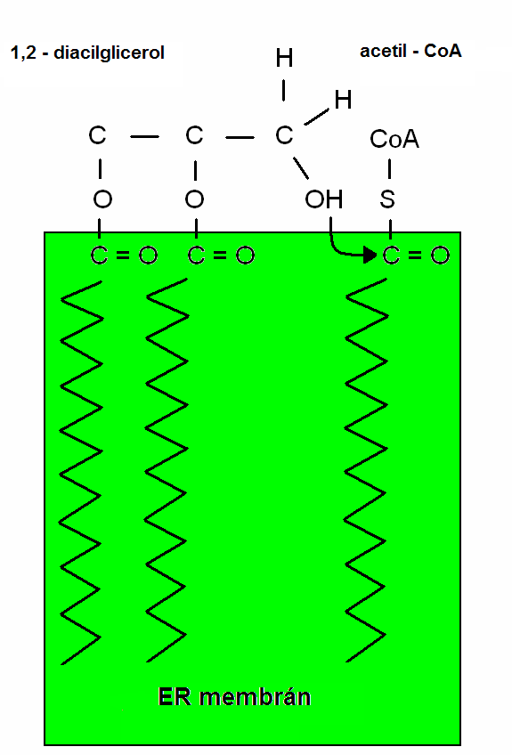 IRODALMI ÁTTEKINTÉS 6.4. Diacilglicerol -O- aciltranszferáz (DGAT1)