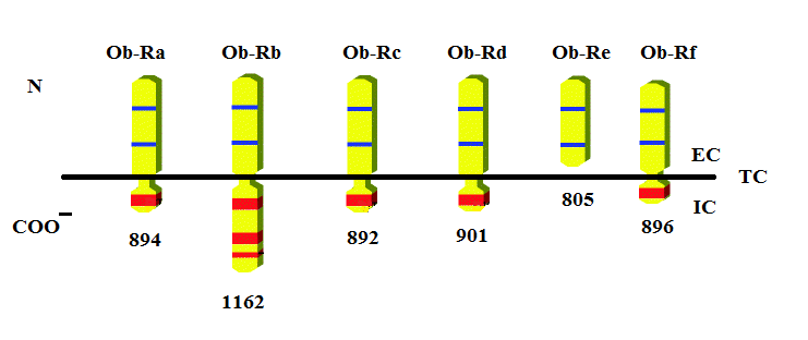 IRODALMI ÁTTEKINTÉS 12. ábra: A különféle leptin receptor izoformák.