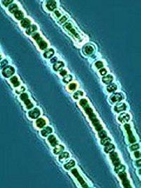 Extremofil baktériumok Acidofil: Sulfolobus acidocaldaries Alkalofil: Natronobacterium Halofil: Halferax volcanii Metanogén: