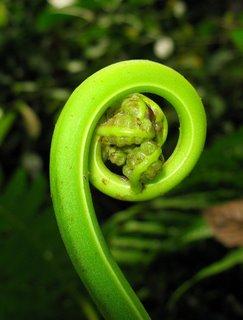 Első edényes növények: Cooksonia Harasztok diviziója Karbon kor Pteridophyta Virágtalan,