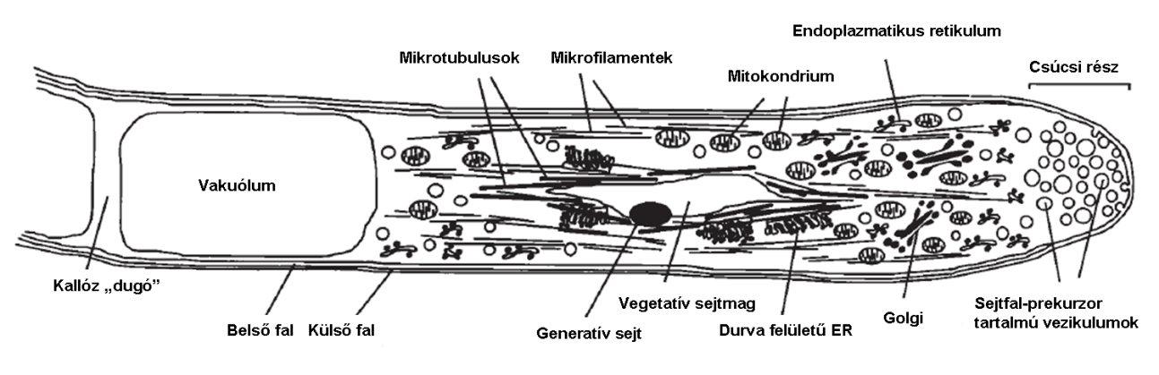 5. ábra. A pollentömlő szerkezete. A pollentömlő gyors ütemben növekszik, mely a tömlővégre (csúcsi részre) korlátozódik.