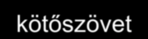 Emberi szövetek sugárérzékenysége (csökkenő sorrendben) nyirokszövet csontvelő GIR nyálkahártya ivarsejtek bőr-proliferáló sejtrétege (stratum basale) erek-endolthel sejtek mirigyszövetek, máj