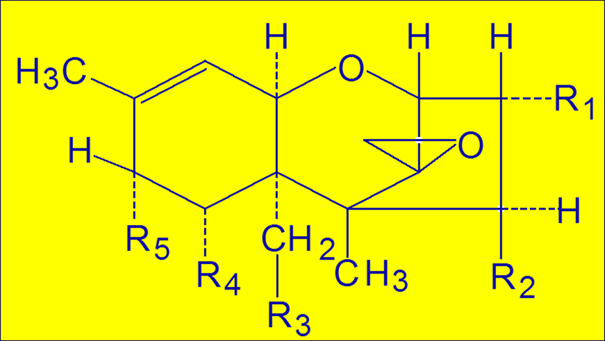 A trichotecénvázas mikotoxinok szerkezete R 1 R 2 R 3 R 4 R 5 T-2 toxin H Ac Ac H CCH 2 CH(CH 3 ) 2 A típus HT-2 toxin H H Ac H CCH 2 CH(CH 3 ) 2 diacetoxiszcirpenol (DAS) H Ac Ac H H