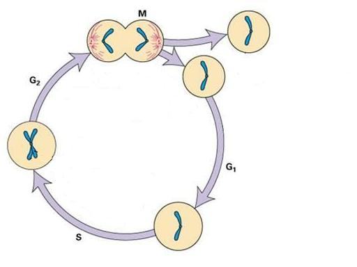 2. fejezet Egy oszcilláló biokémiai rendszer: a sejtciklus 2.1. A sejtciklus A sejtosztódás végét l a következ sejtosztódás végéig tartó folyamatot sejtciklusnak nevezzük.