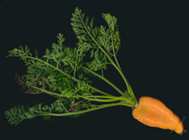 9, 9701 Szombathely Hungary Introduction Methods Lövéte (Homoród-valley) Nagybacon Medicinal plants play an important role in the folk therapy of Transylvania, which has belonged to Romania for a