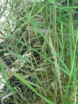 Agropyron repens - tarackbúza Drog: Graminis rhizoma Hatóanyagok: nyálka-poliszacharidok, ió.