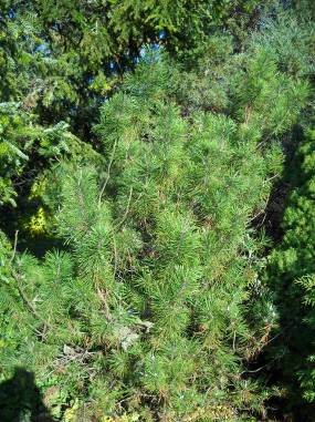 Pinus mugo - törpefenyı Drog: Pini pumilionis aetheroleum (Ph. Eur. V.) Hatóanyag: ió. Népgyógyászat: - ió: bronchitis, reuma, neuralgiás fájd.