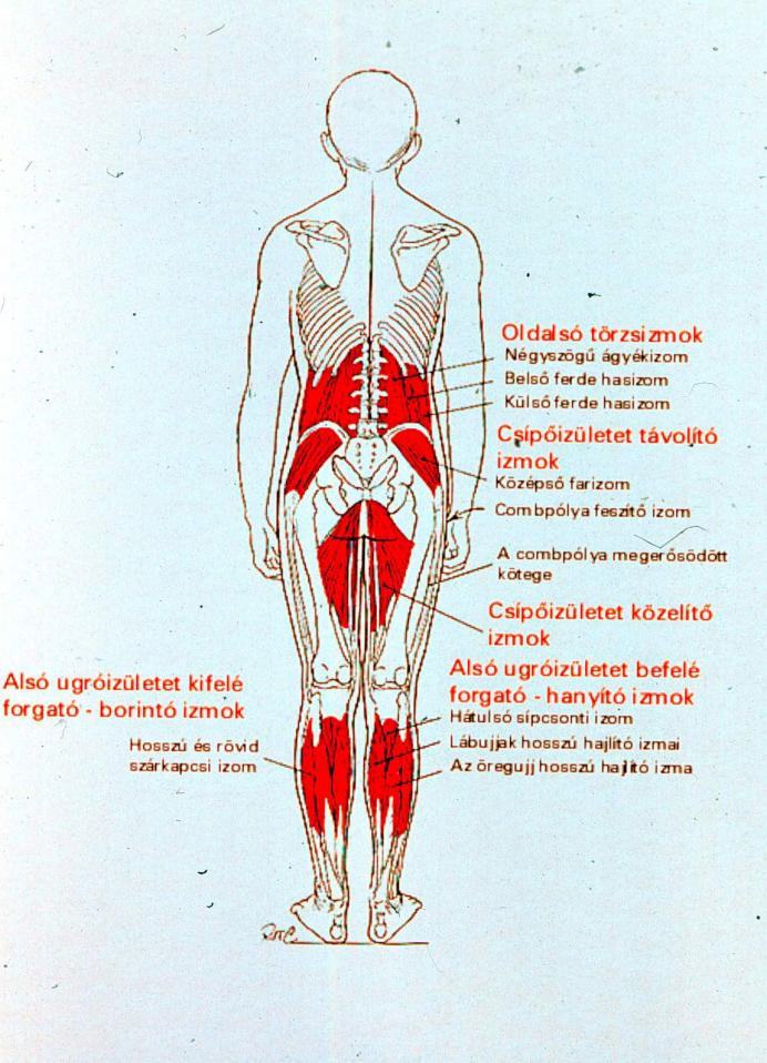 4.a ábra: A testtartásért felelős izomcsoportok oldalnézetben 4.
