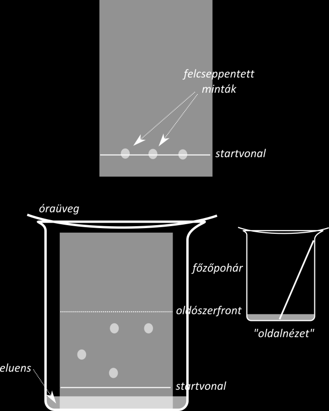 2. ábra 5.) Az eluens a kapillaritás miatt elkezd felszívódni a vékonyréteglapon (azaz a kapilláris erő mozgatja a mozgó fázist).