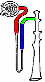 6.3. Ca 2 reabszorpció a vesében Proximalis tubulus: a filtrált Ca 2 66%a reabszorbeálódik "Cl driven Ca 2 reabsorption" Vastag felszálló szár: a filtrált Ca 2 20%ának obligát reabszorpciója (nem