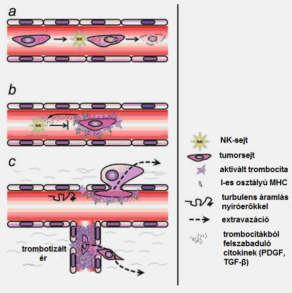 aktivitását (91). Hasonlóképpen a TGF-β hatására megszűnik az NK-sejtek citotoxicitása és az NKG2DL receptor down-regulációján keresztül a γ-interferon (IFNγ) termelés (92) (3. ábra)