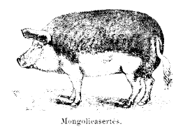 2. kép 1906-os Mezőgazdasági Lexikonban a mangalica ábrázolása 1927-ben megalakul a Mangalicatenyésztők Országos Egyesülete, amely megszervezi a fajta céltudatos nemesítését.