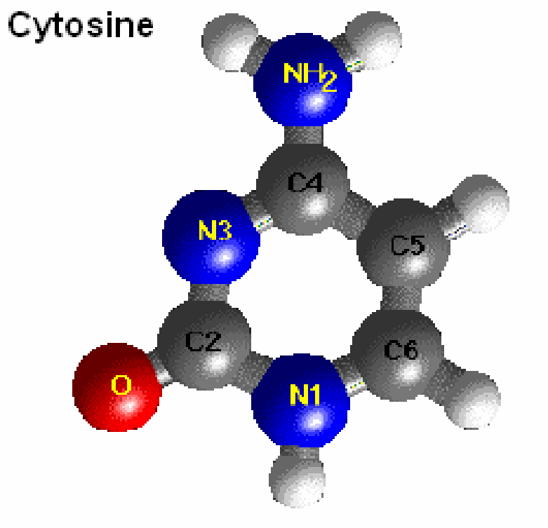 28 III. DNS SZÁMÍTÁSOK 1.2. ábra. A citozin bázisának felépítése 1.3. ábra. A guanin bázisának kémiai felépítése Szokás a cukor szénatomjait a bázistól kezd d en számozni: így az oxigén az 1. és 4.