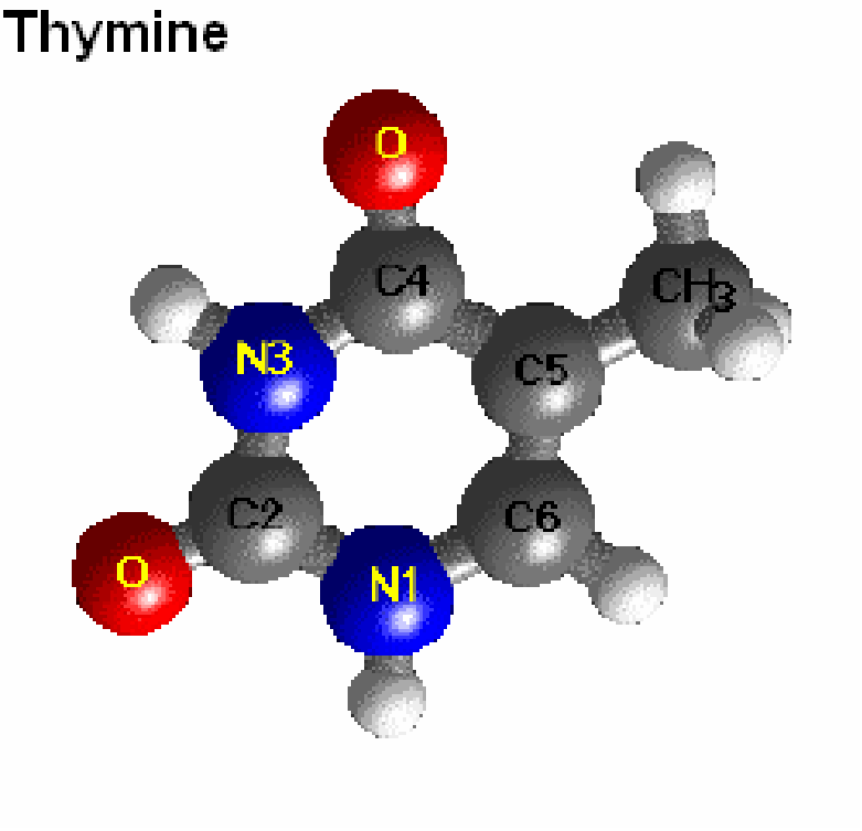 III. A DNS 29 1.4. ábra. A timin molekula bázisa meghatározta a nukleotidokat összekapcsoló pontos foszfátészterkötéseket. Az eredmény meglep en egyszer volt.