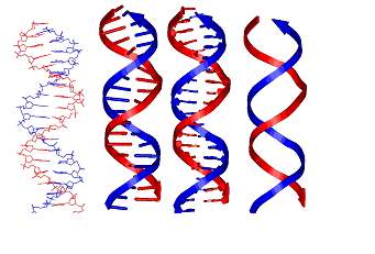 III. A DNS 33 1.8. ábra. Az egyszálú DNS lánc sematikus rajza 1.9. ábra. A DNS molekula kett sspirál alakú akkor a másik szálét is tudjuk (AGCGTA).
