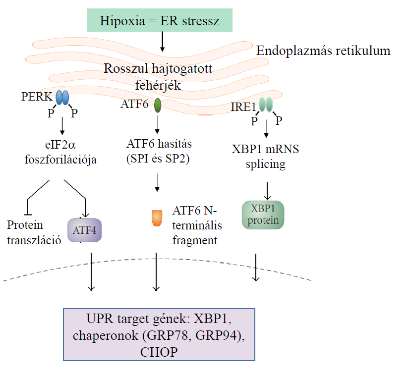 A hipoxia, mint endoplazmás retikulum (ER) stressz, 3 ER stressz receptor aktivációját stimulálja: a protein kináz RNS (PKR)-szerű ER kináz (PERK), az aktivált transzkripciós faktor 6 (ATF6) és az