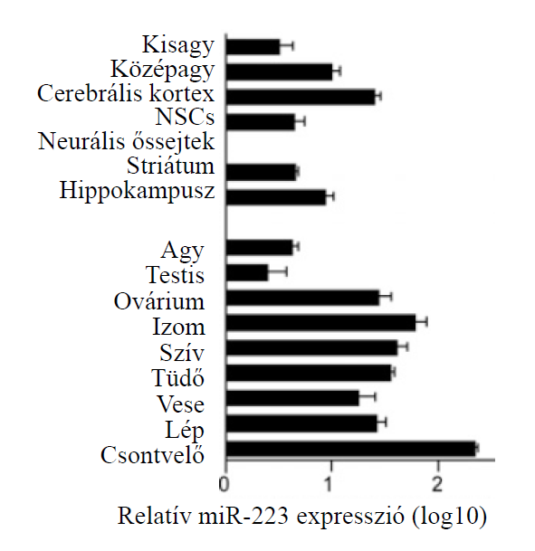 alegység AMPA receptor GLUR2 alegység