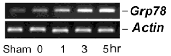 mir-181: target fehérje GRP78 egerek átmeneti a.