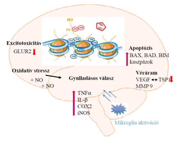 Az ischémia globális transzkripcionális represszióhoz vezet, mely epigenetikai szinten a DNS metiláció (me) megnövekedésében és a hiszton 3 (H3) és hiszton 4 (H4) jelentős deacetilálásában tükröződik