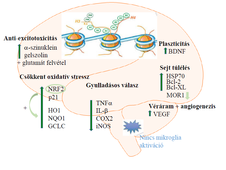 A HDAC gátló hatással rendelkező SAHA-t perifériás T-sejtes non-hodgkin lymphomák kezelésében már törzskönyvezték. Hatásait ischémiás károsodásban még csak állatkísérletekben vizsgálták.