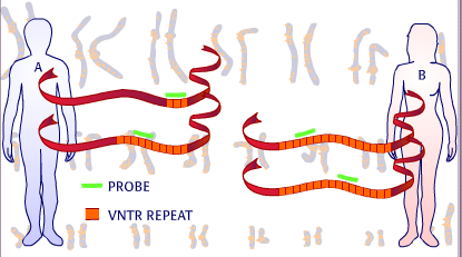 1 DNS profil / DNS ujjlenyomat VNTR polimorfizmus egy adott kromoszómaszakaszon különböző