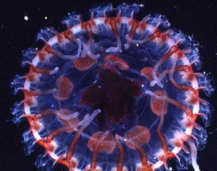 A biolumineszcencia az élő szervezet által történő fénykibocsátás, amelynek