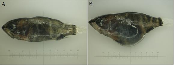 3. ábra: A barramundi lárvák megmaradása a kísérlet végén. A kezelés ismétléseinek átlaga ± szórás, 100 lárva/ismétlés.