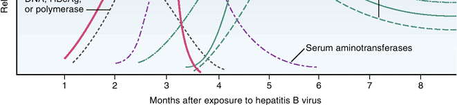 Acut hepatitis B Engleberg, et. al.