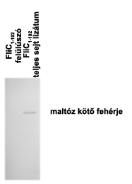 természetes promóterét használták, már az elsı 183 aminosavat tartalmazó fehérje sem exportálódott.