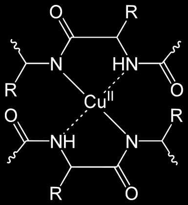 Biuret Fehérje-réz komplex (https://en.wikipedia.org/wiki/biuret, https://commons.wikimedia.org/wiki/file:biuret_test.svg, utolsó megtekintés: 2016. 01.30.