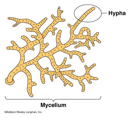 Felosztásuk: - fonalas gombák sok sejtből álló fonal = hifa ált.