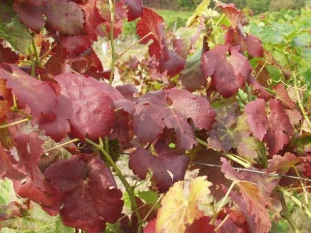 Flavescence dorée (FD) Gazdanövénye: Szőlő Iszalag és bálványfa (természetes rezervoárok) Iszalag (Clematis vitalba)