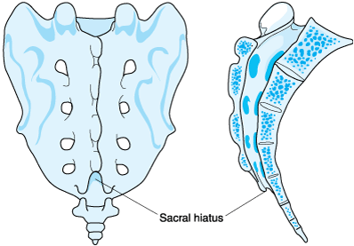 kaudális