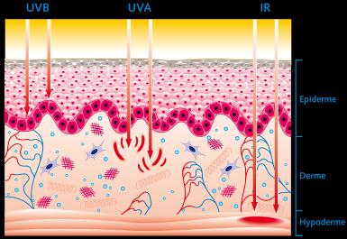 AZ UV SUGARAK ÉS AZOK HATÁSAI A BŐRRE NAP EGÉSZSÉG Az UV sugarak stimulálják a D vitamint termelődését, amely megköti a kálciumot és segít megerősíteni a csontjainkat.