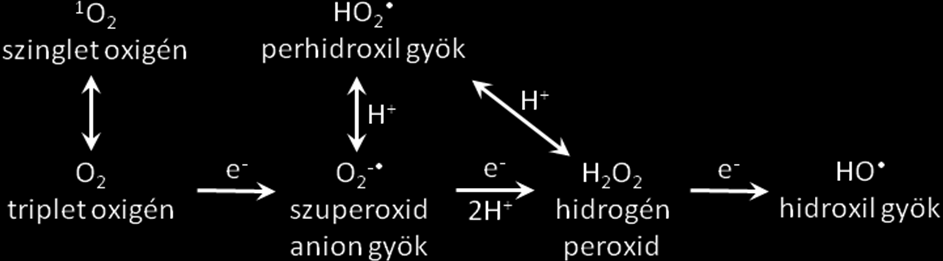 (Fenton reakció) illetve szuperoxid gyök (Haber-Weiss reakció) közreműködésével hidroxil gyök (HO ) jön létre, amely a legagresszívabb oxigén forma.