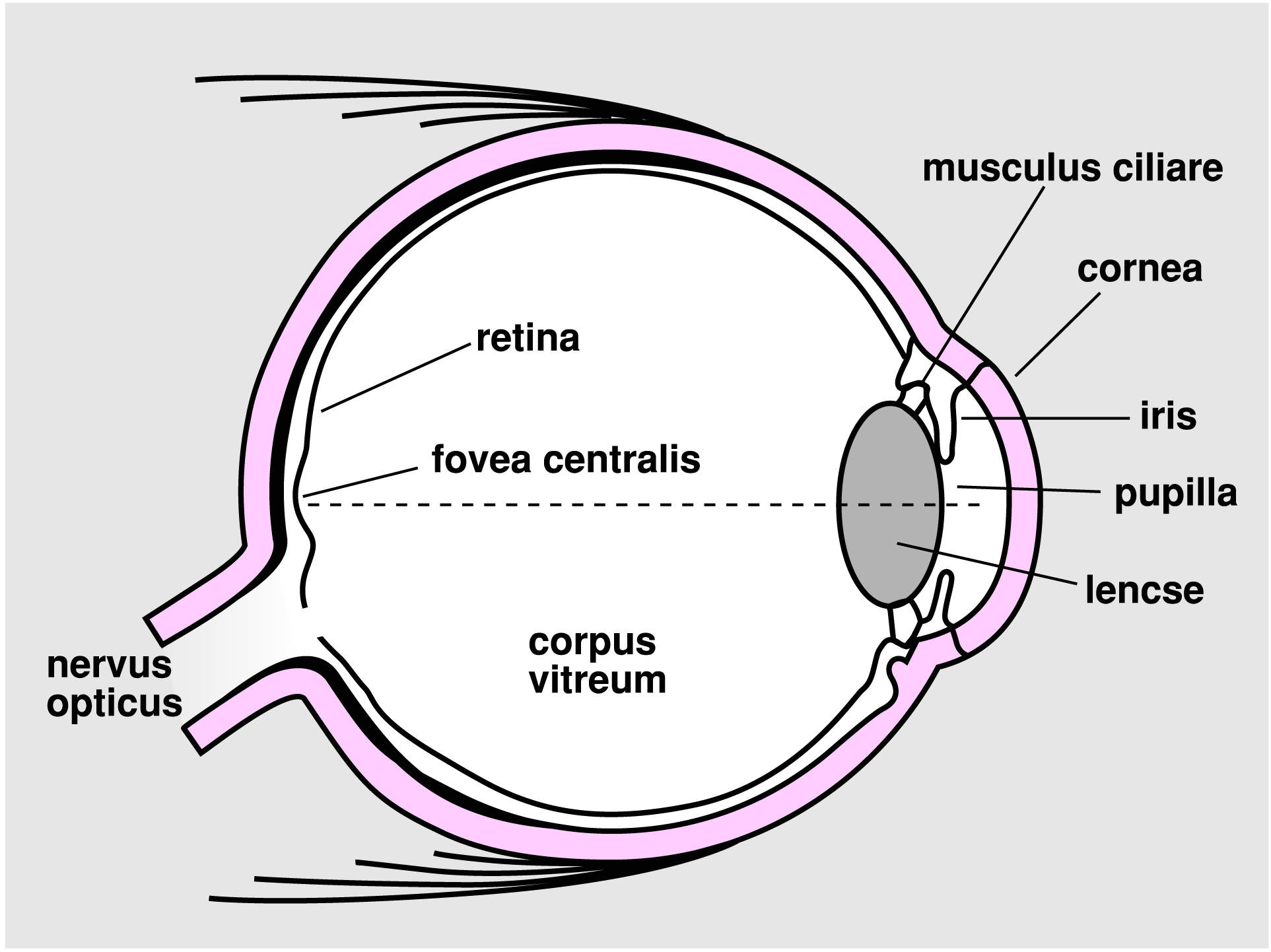 a látás korrekciója myopia ok terápia